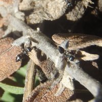 Cocktail Ants (Crematogaster)