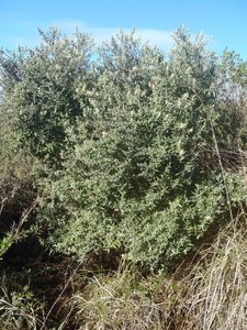 Buddleja saviifolia 
