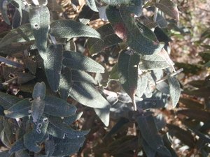 Buddleja salviifolia 