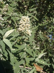 Buddleja saviifolia 