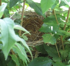 Pycnonotus capensis empty nest Day 7