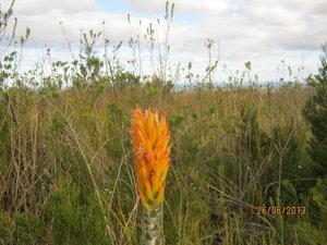 aabcMimetes pauciflorus dt outtier2606130022