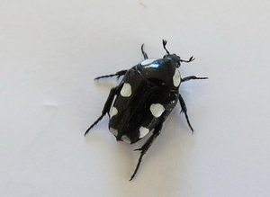 White-spotted chafer beetle