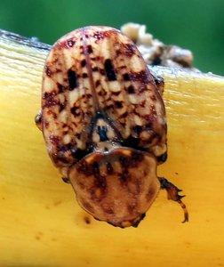 Rbm 207 fruit beetle