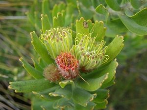 Leucospermum oleifolium