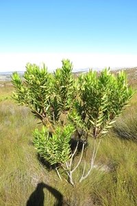 Leucadendron microcephalum 1.2