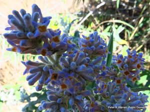 Blue flower inflorescence