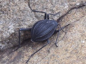DSCF3069 #Long-legged darkling beetle Stenocara dentata (1)_cr