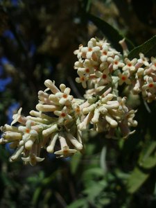 Buddleja salviifolia1