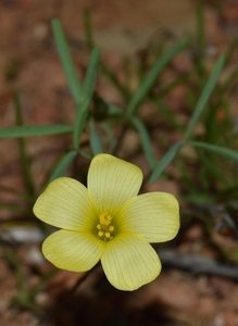 Oxalis sp. 1 (3)