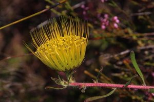 Fine Pincushion