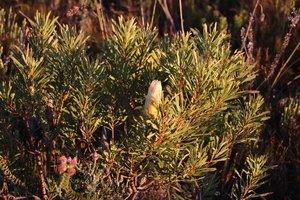 Common Sugarbush