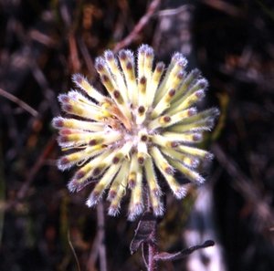 White Trailing Pincushion