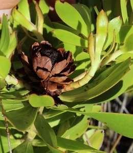 Oilbract Conebush