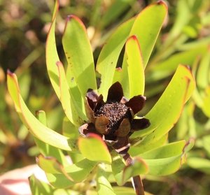 Oil or Brownbract Conebush