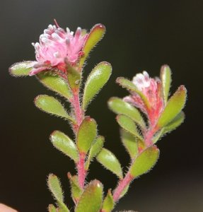 Peninsula Silkypuff