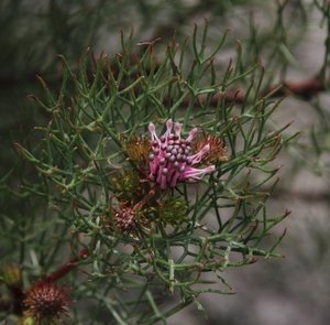 Common Pin Spiderhead