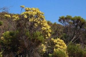 Broadleaf Conebush