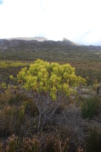 Oilbract Conebush