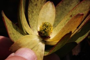 Broadleaf Conebush