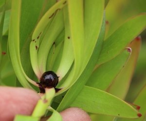 Minihead Conebush - where the scientific name comes from : minute heads at flowering