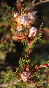 Agulhas Spiderhead 