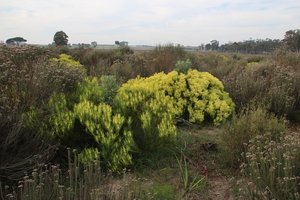 Common Sunshine Conebush