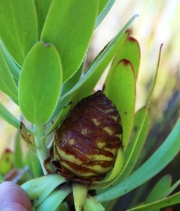 Oilbract Conebush