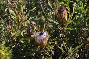 Longleaf Sugarbush