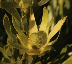 Sickleleaf Conebush