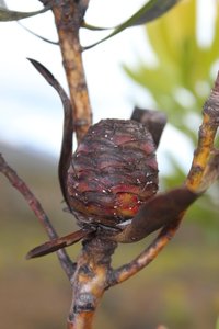 Oilbract Conebush