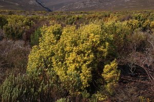 Sickleleaf Conebush