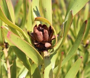 Brownbract Conebush