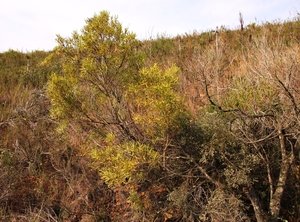 Longleaf Conebush