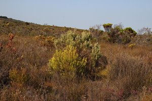 Sickleleaf Conebush