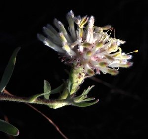 Whitetrailing Pincushion