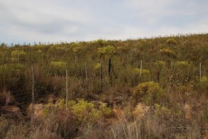 Common Sunshine Conebush