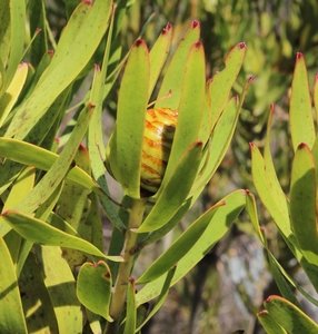 Brownbract Conebush