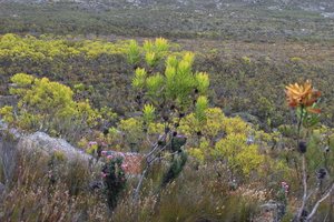 Oilbract Conebush