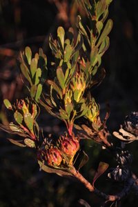 Broadleaf Featherbush