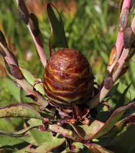 Oilbract Conebush female cone