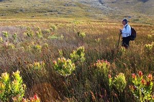 Oilbract Conebush