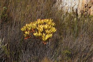 Broadleaf Conebush