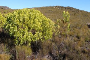 Brownbract Conebush differences in branching!