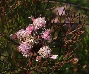 Common Pin Spiderhead