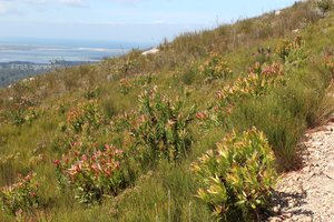 Oilbract Conebush habitat