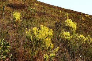 Sickleleaf Conebush