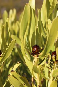 Brownbract Conebush 