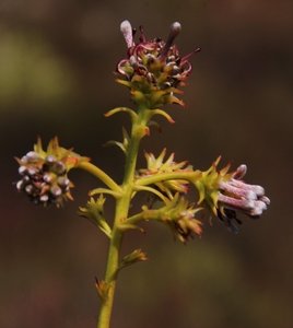 Elongate Spiderhead