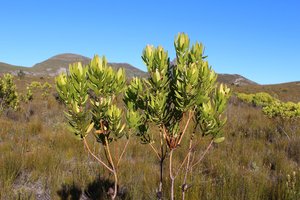 Brownbract Conebush 